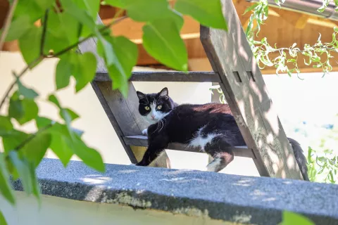 maček muca žival domača / Foto: Tina Dokl