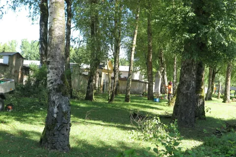 Obrezali in odstranili so breze v parku pri mestnem pokopališču v Škofji Loki. / Foto: Vilma Stanovnik