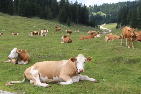 Miroljubne krave lahko postanejo na planinski paši nevarne, če so ogrožene ali izzvane. Slika je simbolična. / Foto: Cveto Zaplotnik