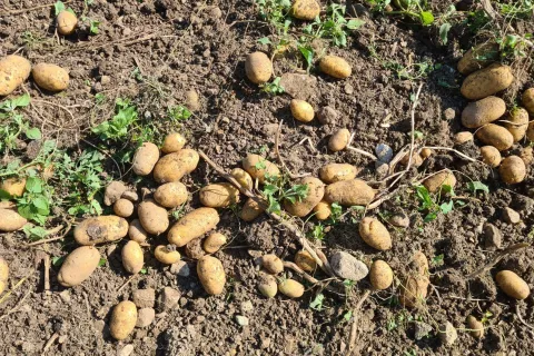 V zadnjih letih narašča število kaznivih dejanj, povezanih s kmetijstvom - od kraj pridelkov na njivah in živine do fizičnih napadov na kmete. / Foto: Cveto Zaplotnik