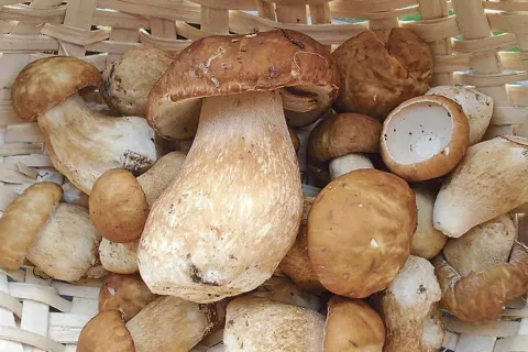 Posameznik lahko dnevno nabere največ dva kilograma gob, ki morajo biti grobo očiščene že neposredno na rastišču. / Foto: arhiv Gorenjskega glasa