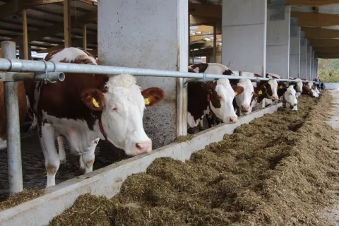 Živali za zakol so se v zadnjem letu podražile za 15 odstotkov. / Foto: Cveto Zaplotnik