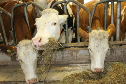 Vozličasti dermatitis lahko povzroči rejcem goved veliko gospodarsko škodo. / Foto: Cveto Zaplotnik