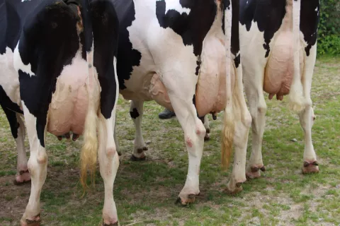 Po mlečnosti so najboljše črno-bele krave. / Foto: Arhiv Gg-cveto Zaplotnik