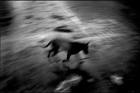 Pes tava po ulicah mesta Banda Aceh (Sumatra, Indonezija) po cunamiju v Indijskem oceanu leta 2004. / Foto: Paolo Pellegrin, Magnum Photos