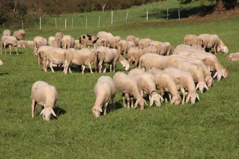 Bolezen modrikastega jezika povzroča večjo smrtnost predvsem med ovcami. / Foto: Cveto Zaplotnik