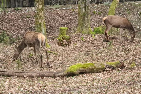 Med divjad, ki je dovzetna za bolezen modrikastega jezika, sodi tudi srnjad.  / Foto: Cveto Zaplotnik