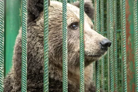 Medvedko Mici je nedavno pregledala ekipa iz organizacije Four Paws z veterinarko in strokovnjakinjo za prostoživeče živali. Novembra jo bodo prepeljali v nov dom v Nemčijo. / Foto: arhiv Four Paws