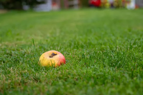 Razgled, jabolko, jesen / Foto: Nik Bertoncelj