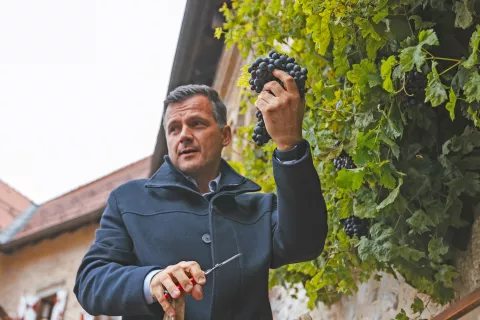 Slavnostni začetek trgatve je pripadel blejskemu podžupanu Iztoku Peserlu. / Foto: Boris Pretnar