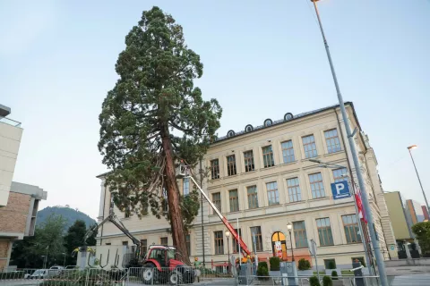 Orjaško sekvojo ob kranjski gimnaziji so odstranili avgusta lani. / Foto: Tina Dokl