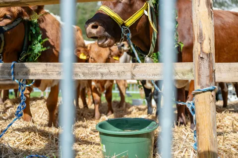 Brata Pretnar sta prepričana, da je prav voda kriva za smrt 48 glav živine. Fotografija je simbolična. / Foto: Nik Bertoncelj