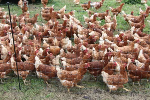 Rejci perutnine lahko z izvajanjem različnih ukrepov zmanjšajo tveganje za pojav ptičje gripe. / Foto: Cveto Zaplotnik