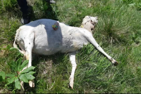 Na gorenjskih pašnih planinah je bil letos najhujši napad velikih zveri na Zaplati, kjer je volk pokončal 24 ovc in jih še 15 poškodoval. / Foto: Arhiv Anže Šteblaj