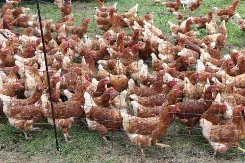 Galjotova klavnica omogoča zakonit zakol perutnine tudi manjšim rejcem. / Foto: Cveto Zaplotnik