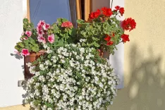 Kdo bi odpeljal v graben tako cvetje? / Foto: Mojca Logar