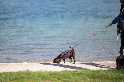 Konec privezovanja psov na verigo