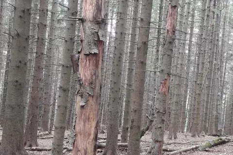 Spremembe zakona o gozdovih naj bi zavodu za gozdove omogočile večjo učinkovitost pri izdajanju upravnih odločb - tudi odločb o poseku in spravilu lubadark. / Foto: Cveto Zaplotnik