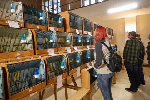 razstava ptiči Naklo / Foto: Tina Dokl