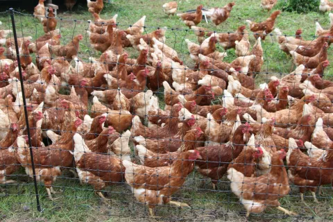 V vsej državi veljajo priporočila za zmanjšanje tveganja za prenos virusa s prostoživečih ptic na perutnino. / Foto: Cveto Zaplotnik