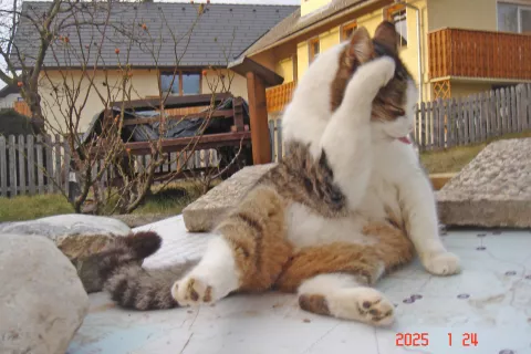 Frenki se umiva nad koritom. / Foto: Arhiv Avtorja