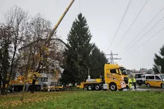Smreka iz Medvod bo polepšala praznično Ljubljano