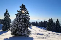 Sneg, pokrajina v snegu, zima, zasnežene smreke, zasnežena drevesa, zasnežena pokrajina, / Foto: Mojca Logar