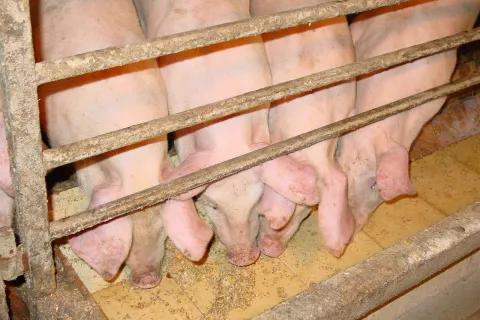 Afriška prašičja kuga lahko povzroči v prašičereji veliko gospodarsko škodo. / Foto: Cveto Zaplotnik