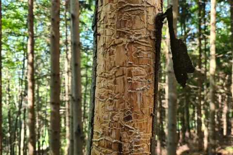 Podlubniki povzročajo lastnikom gozdov ekonomsko škodo, pri tem pa je škoda odvisna tudi od tega, kako hitro lastniki odkrijejo in posekajo poškodovana drevesa. / Foto: Cveto Zaplotnik