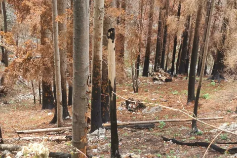 Požari v gozdovih lahko povzročijo veliko gospodarsko in okoljsko škodo. Na sliki: posledice gozdnega požara nad Potočami so še dobro vidne. / Foto: Cveto Zaplotnik