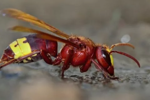 Odrasli orientalski sršeni so dolgi od 2,5 do 3,5 centimetra. Njihovo telo je rdeče-rjave barve z jasno vidnimi rumenimi pasovi na zadku.  / Foto: Splet Čzs