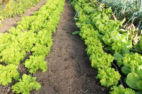 Orientalska plodova muha napada številne vrste sadja in zelenjave. / Foto: Cveto Zaplotnik
