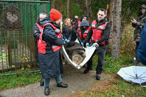 Mici odpeljali v Avstrijo