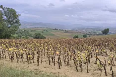 Gričevnata pokrajina Macerata v deželi Marke / Foto: Slavko Zupanc