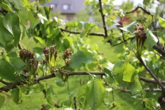 Posledice pozebe vsakič najbolj občutijo sadjarji. / Foto: Cveto Zaplotnik