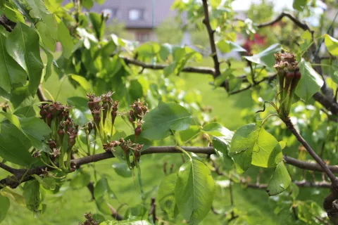 Posledice pozebe vsakič najbolj občutijo sadjarji. / Foto: Cveto Zaplotnik