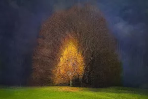 Breza, Rajko Žbogar: Zlata medalja - Prosta barvna tema / Foto: Rajko Žbogar