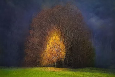 Breza, Rajko Žbogar: Zlata medalja - Prosta barvna tema / Foto: Rajko Žbogar