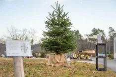 Drevesa hvaležnosti