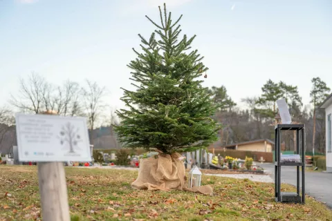 Drevesa hvaležnosti