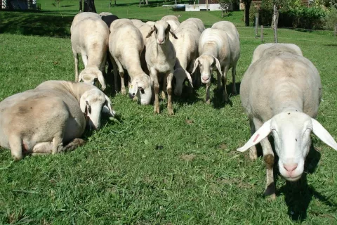 Z obveznim cepljenjem naj bi za&scaron;čitili drobnico in goveda pred boleznijo modrikastega jezika. / Foto: Cveto Zaplotnik