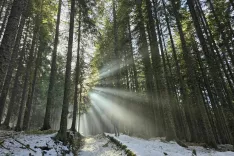 Narava pozimi potrebuje mir