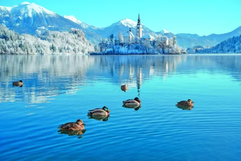   / Foto: Nik Bertoncelj