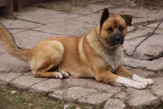 V kranjski enoti kmetijsko-gozdarske zbornice ugotavljajo, da imajo psi na kmetijah vlogo čuvaja. / Foto: Cveto Zaplotnik