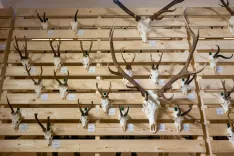 Na razstavi bodo na ogled trofeje lani uplenjene divjadi. / Foto: Primož Pičulin