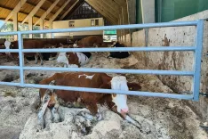 Večina rejnih živali lažje prena&scaron;a mraz kot vročino. Slika je simbolična. / Foto: Cveto Zaplotnik