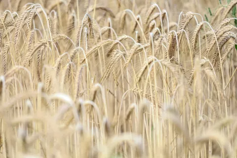 splo&scaron;na vročina polja polje žito p&scaron;enica / Foto: Tina Dokl
