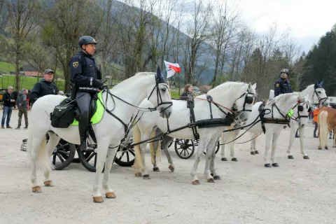prvomajsko srečanje konjenikov treh dežel Slovenija Italija Avstrija v Kranjska gora organizator KK &Scaron;pik lipicanec policija konjenik policist / Foto: Tina Dokl