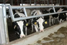 Govedorejci so zaskrbljeni zaradi zniževanja odkupne cene mleka. / Foto: Cveto Zaplotnik