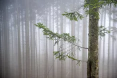  megla narava / Foto: Nik Bertoncelj